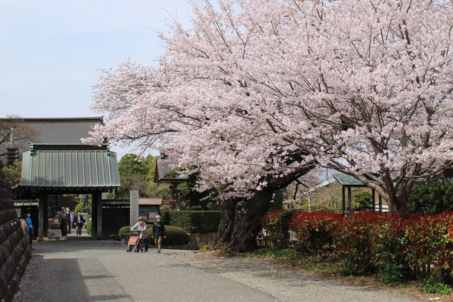 浄見寺周辺の桜