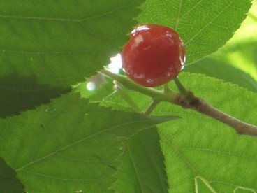 9:親指の先ほどの大きさで、赤い実と緑の葉が美しいコントラストになっています。の写真