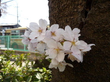2:小出の人々の生活を見守ってきた大切な桜の写真