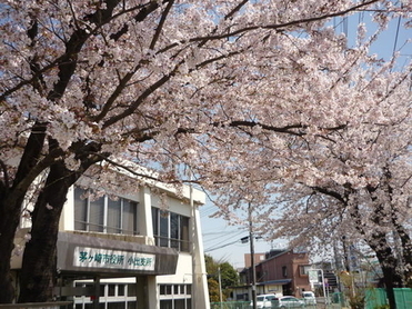 3:桜満開の写真