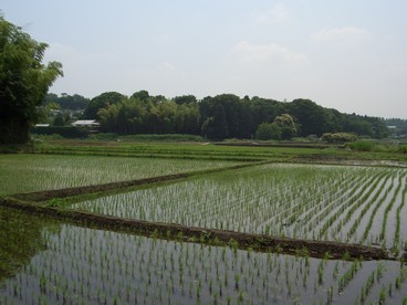 5:水田が耕作され、水が引かれて、稲が植わりました。の写真