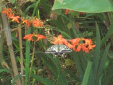 19:アゲハ蝶（ちょっと、ピントがずれました）の写真