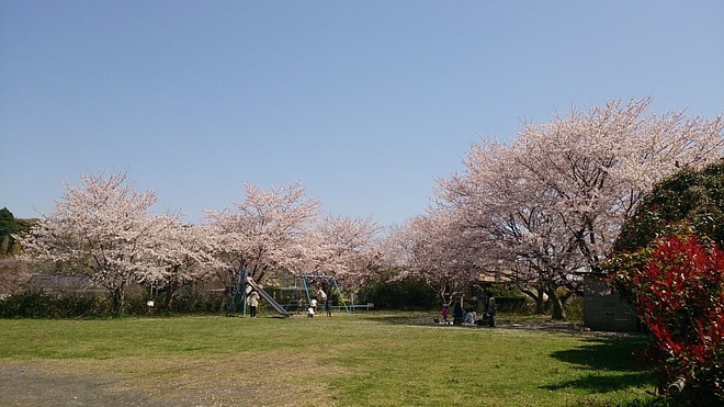 14:旧和田家住宅広場の桜