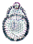 放散虫（Cyrtocapsella japonicaシルトカプセラ　ジャポニカ）1250万～1000万年前に生息したもの