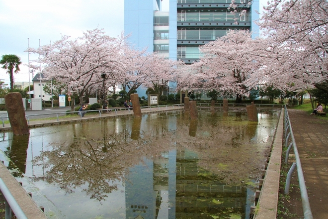 6:4月桜(旧相模川橋脚）