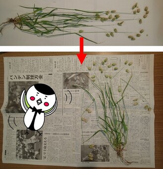 採ってきた植物を新聞紙の上に形を整えて置こう