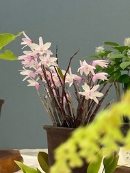 （画像）令和8年4月15日・16日　春の山野草 ふれあいプラザ展を開催