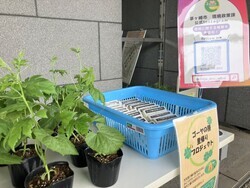 （画像）5月9日・10日　みどりのカーテン用のゴーヤ苗を配布