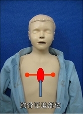 小児の胸骨圧迫部位の写真