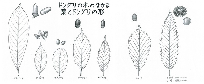 ドングリの木のなかま　葉とドングリの形　イラスト