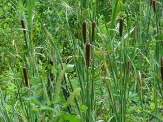 古事記に記されている植物