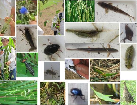 たくさんの生き物はっけん！田んぼや水路ではっけんした生き物達の一部です。これ以外にも多くのはっけんがありました。