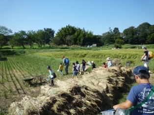 田んぼ