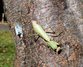 カマキリ