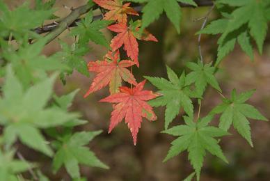 モミジの紅葉