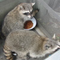 アライグマ