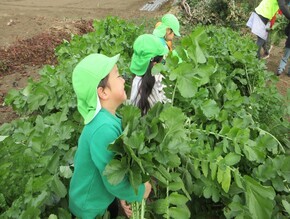 大根の収穫