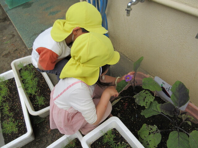 夏野菜