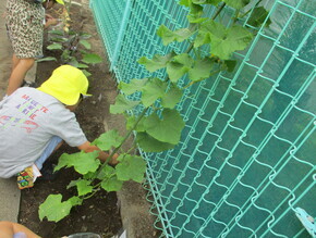 子どもたちが野菜を育てているところ