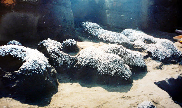 久保山貝塚の貝層