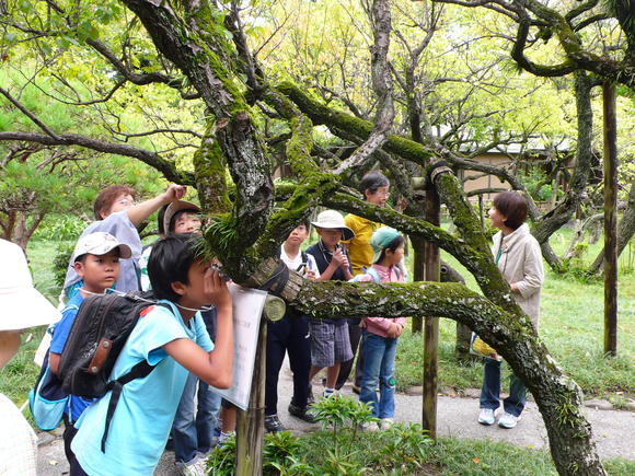 コケの観察会