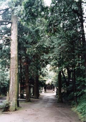 腰掛神社の樹叢