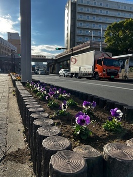 植えられたパンジー