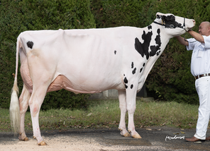 グランドチャンピオンの(有)吉田牧場「GFF・ゴールド・M・オーサム・マックチー」