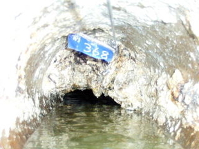 油の詰まった下水管の写真