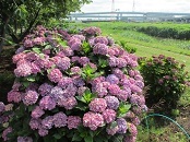 小出川の紫陽花