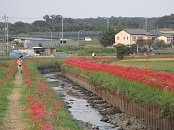 小出川の彼岸花