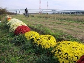 小出川のざる菊