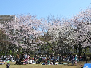 中央公園の桜