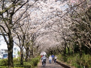 中央公園北側歩道の桜