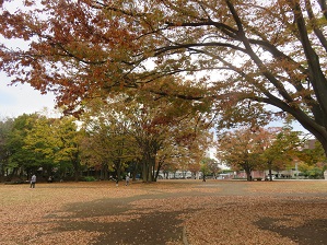 中央公園の紅葉