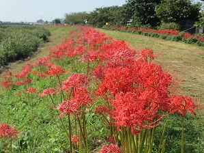 小出川の彼岸花