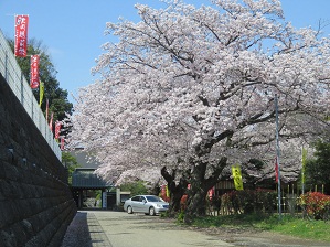 浄見寺の桜