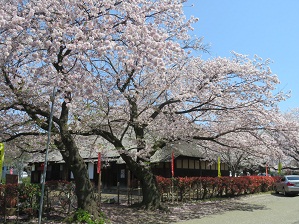 旧和田家と桜