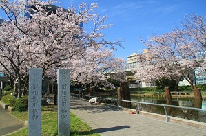 旧相模川橋脚の桜