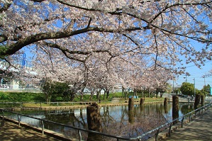 旧相模川橋脚の桜