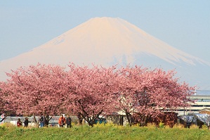 小出川の河津桜