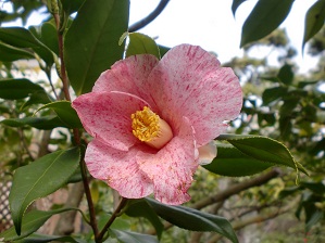 氷室椿庭園