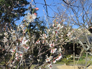 高砂緑地・松籟庵