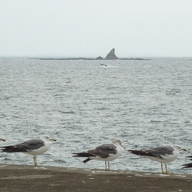 えぼし岩とカモメ