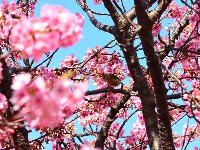 河津桜の様子