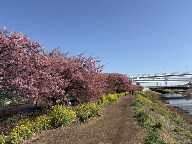小出川の河津桜