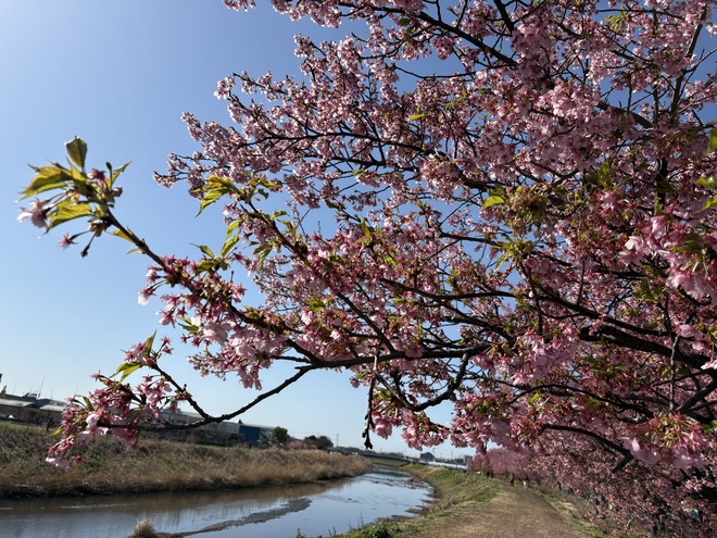 小出川の河津桜