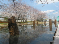 旧相模川橋脚