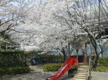 桜の公園