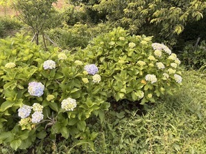 紫陽花4